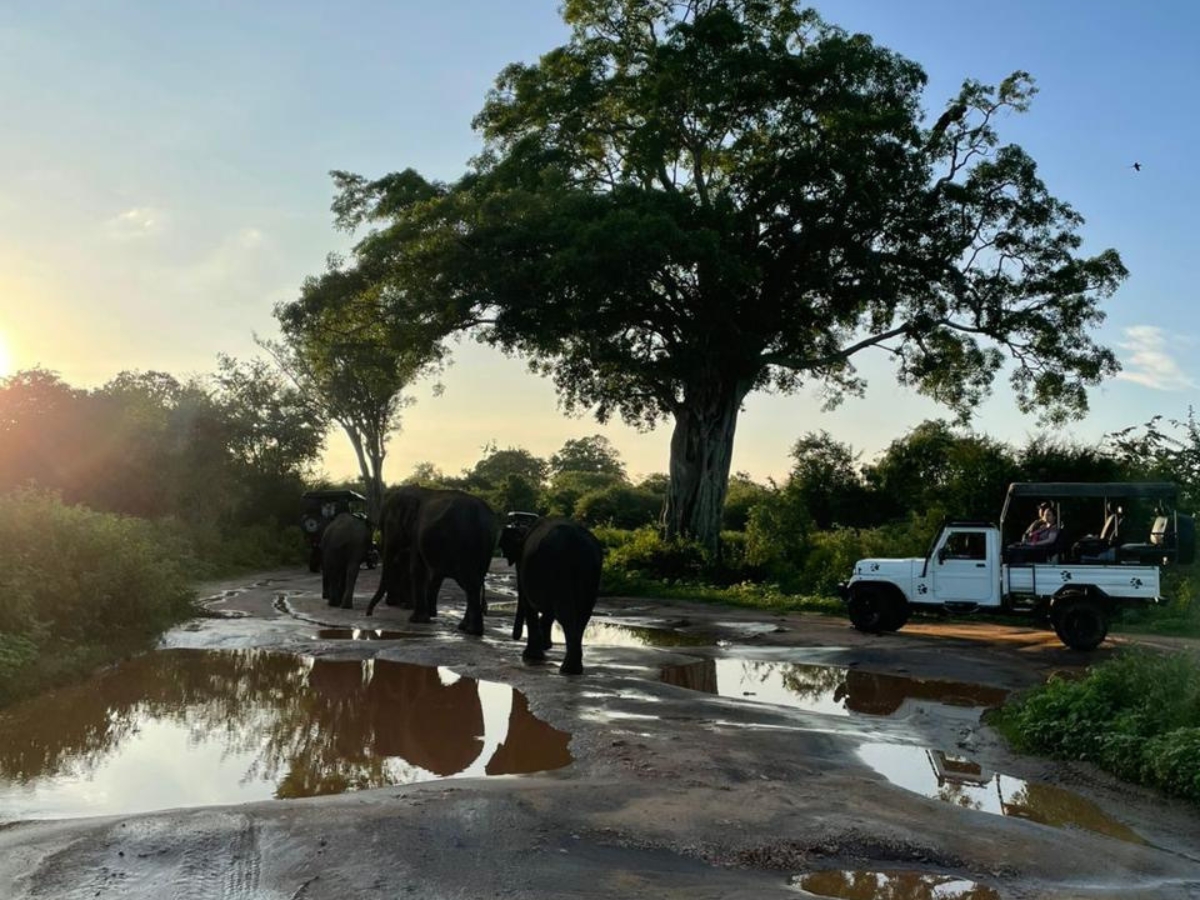 wildlife udawalawe safari
