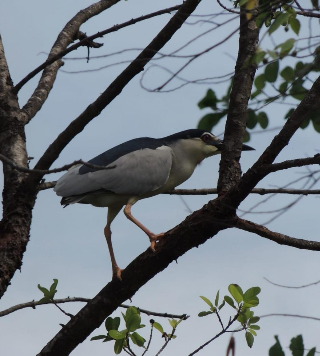 udawalawe Black-crowned Night Heron