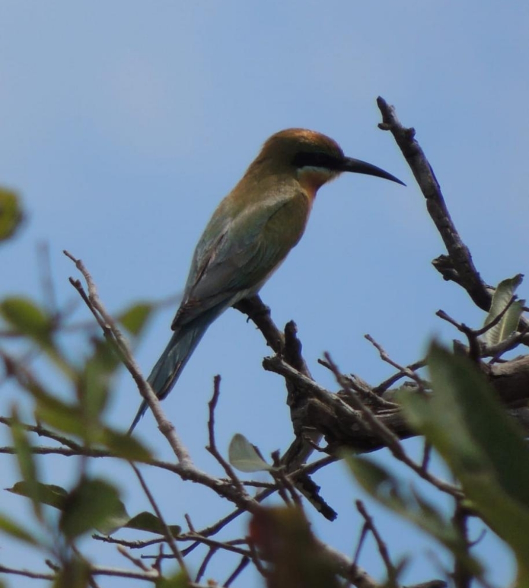 udawalawe blue tailed bee eater