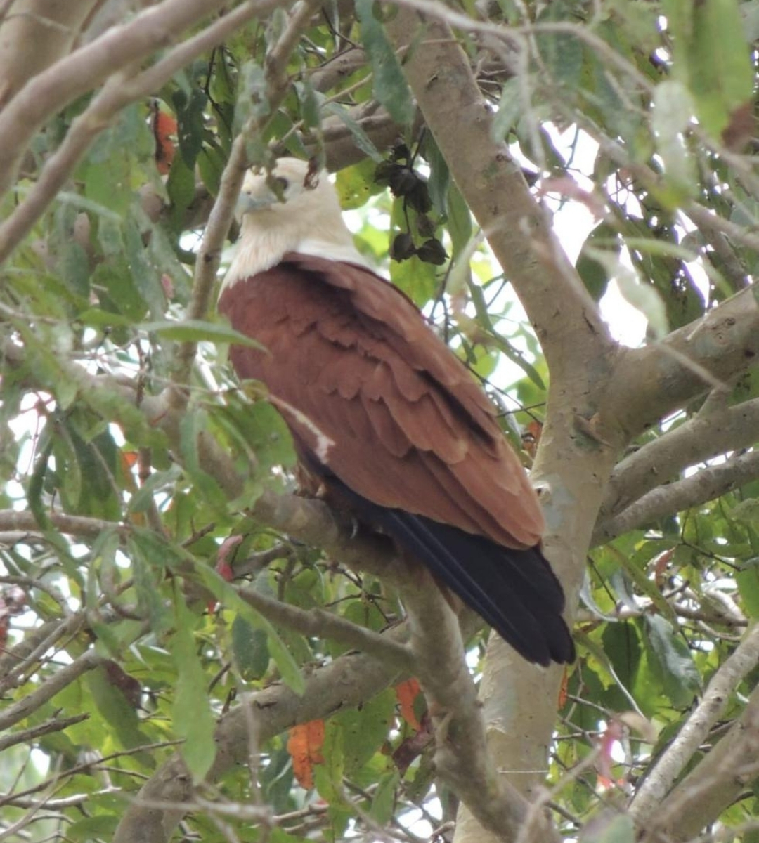 udawalawe brahaminy kite