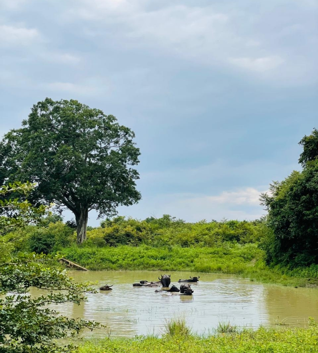 udawalawe baffalo bathing
