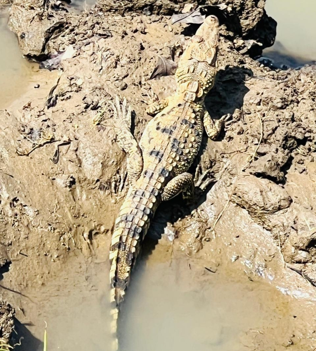 udawalawe crocodile