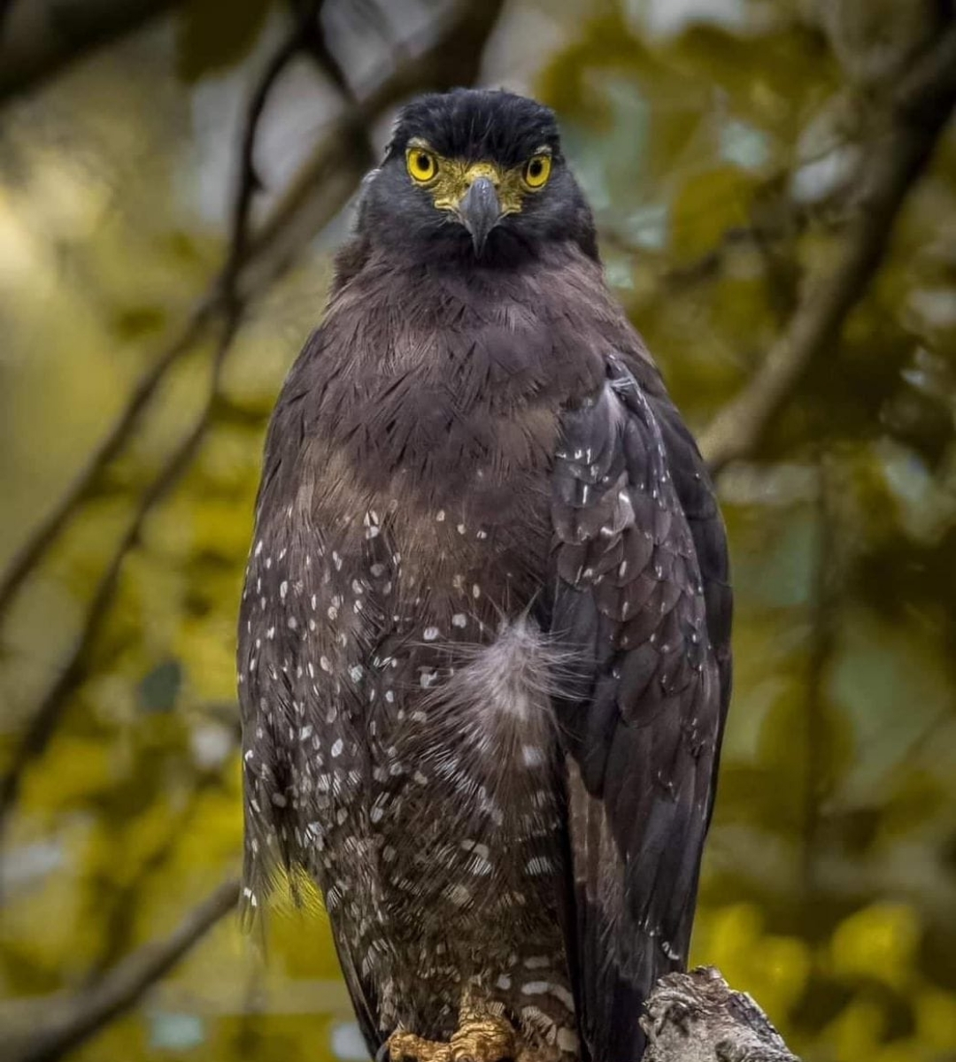 udawalawe eagle