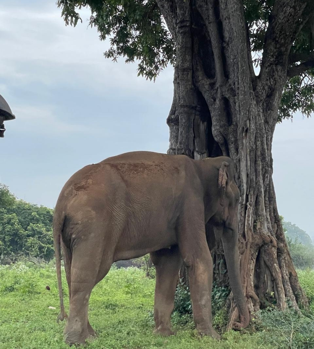 udawalawe 4 hour safari