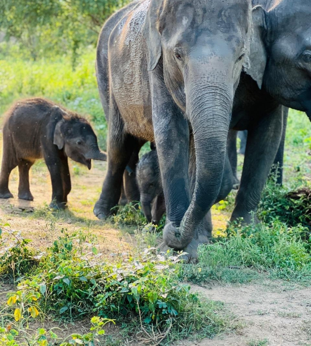 udawalawe safari - elephant family