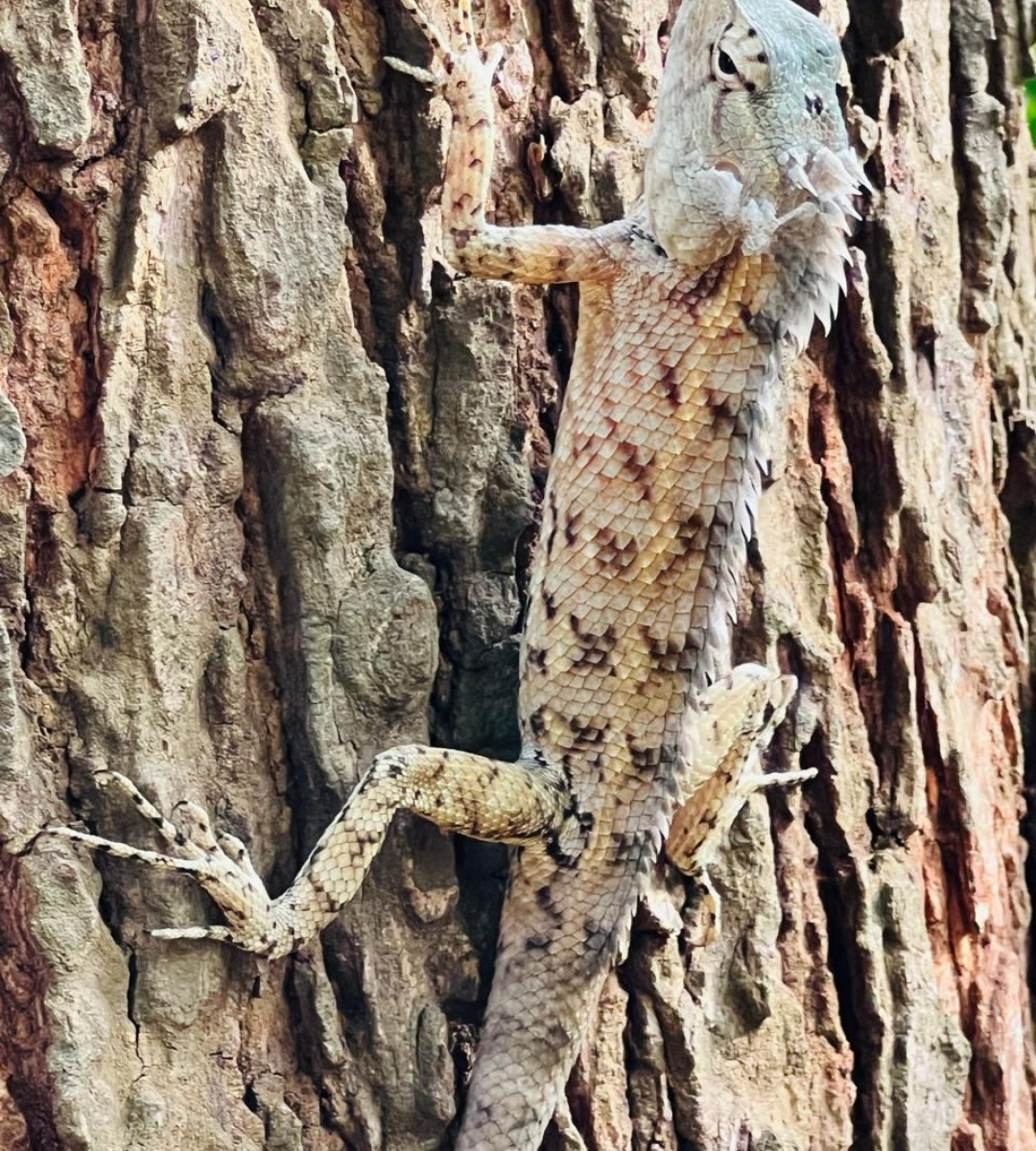 udawalawe lizard
