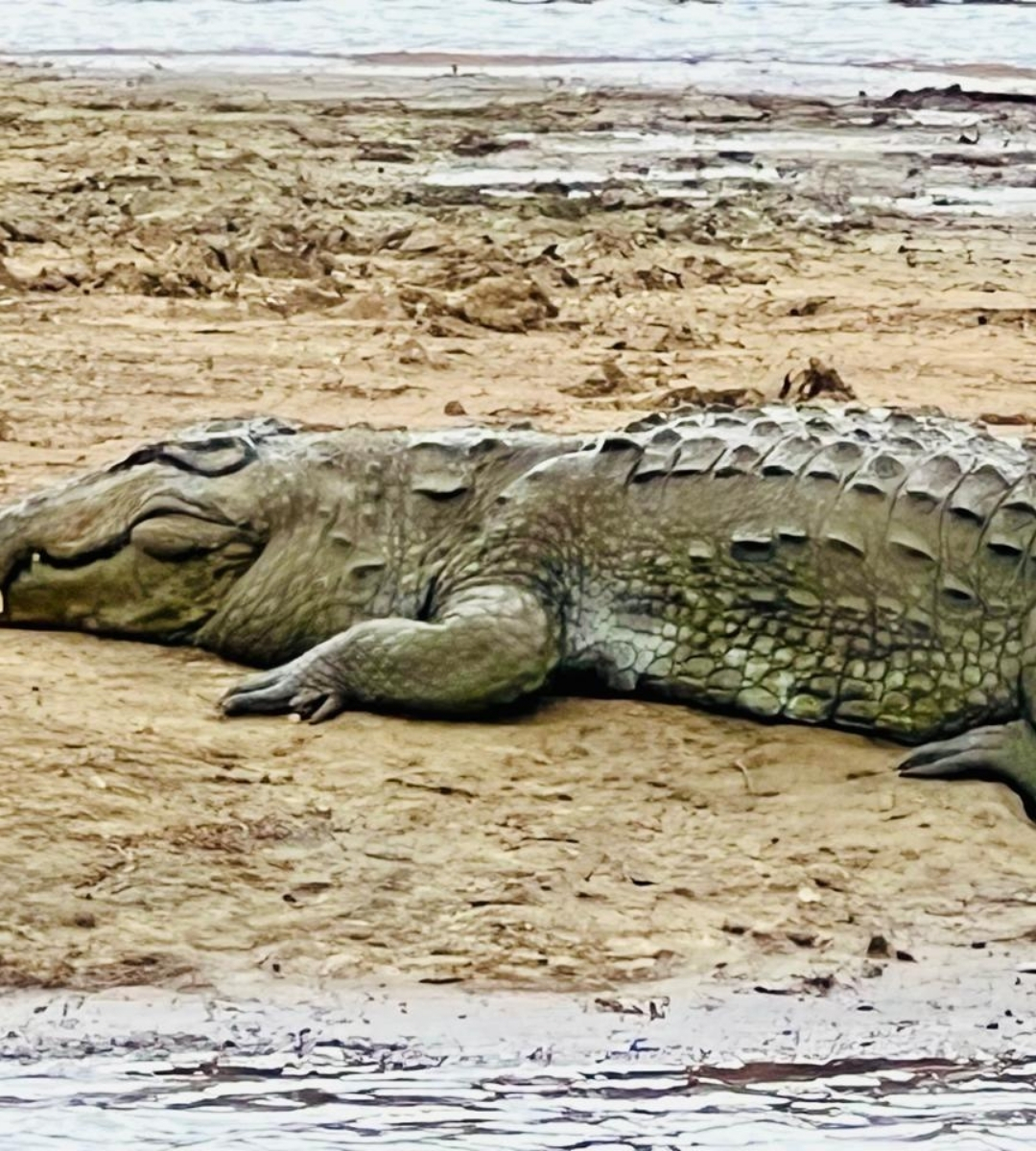udawalawe park crocodile