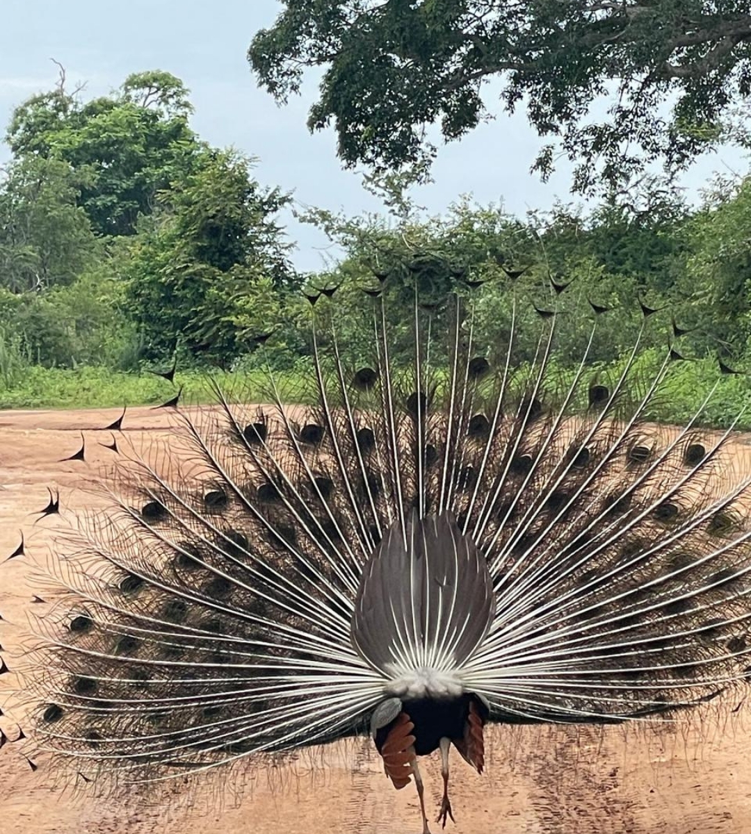 udawalawe peacock dancing
