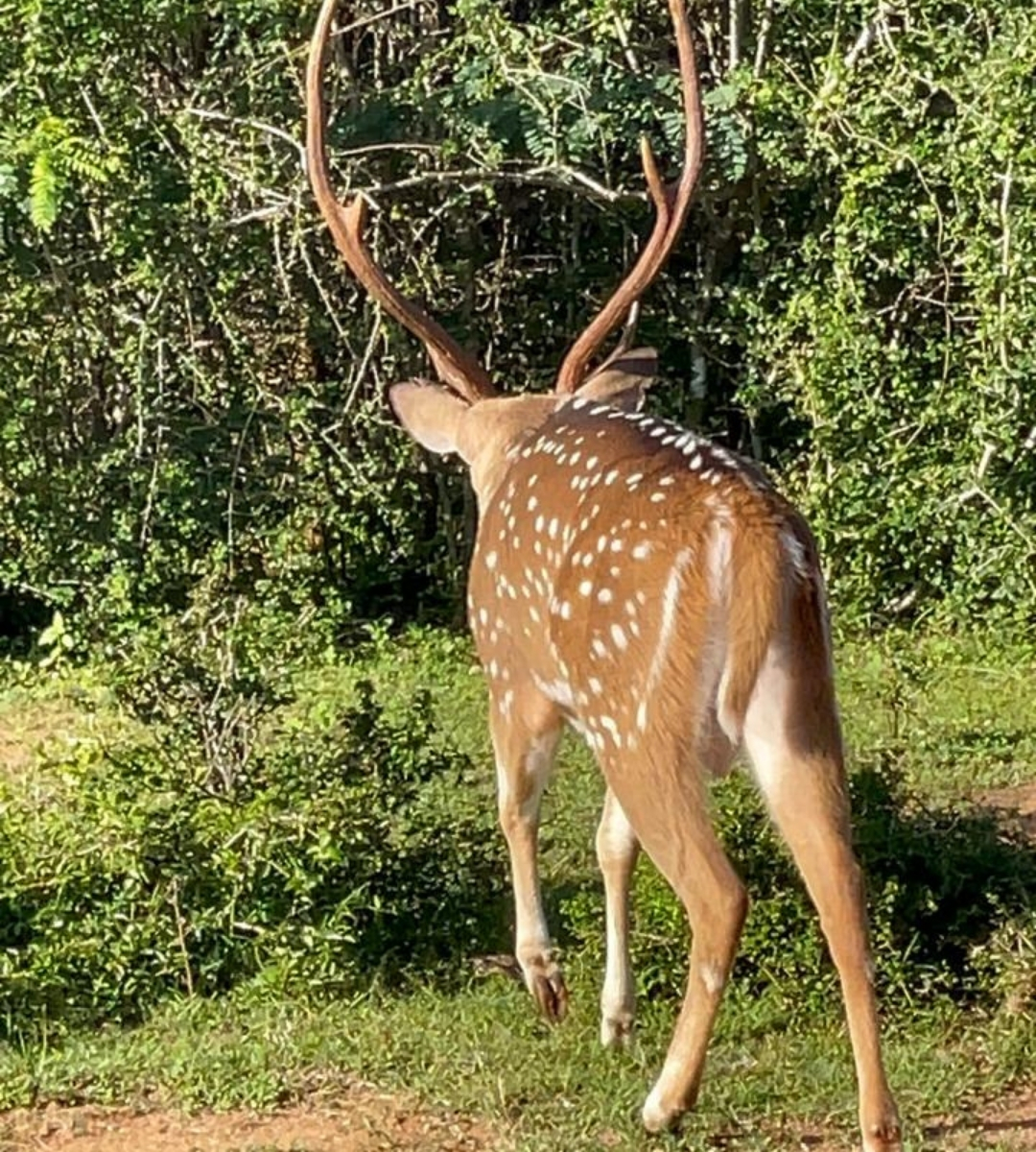 udawalawa safari - spotted deer