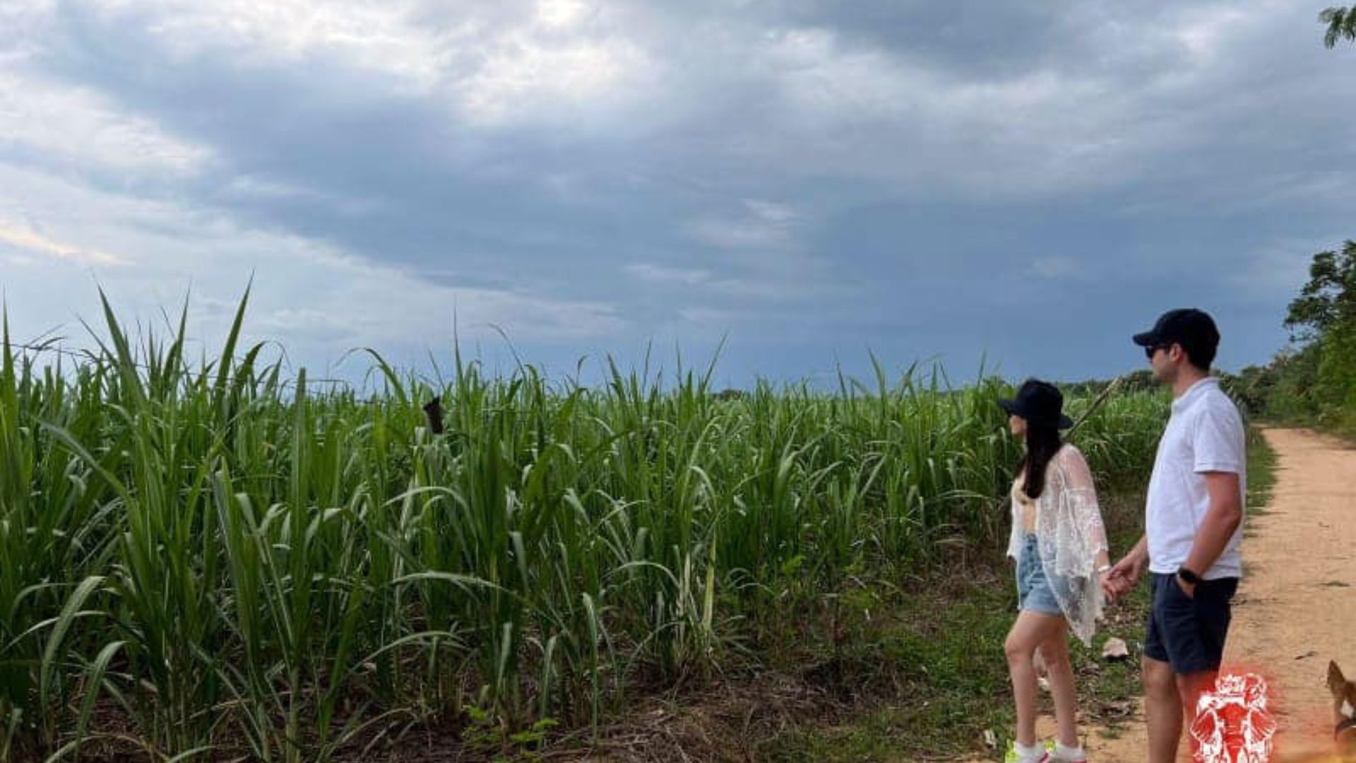 udawalawa village sugercane walking