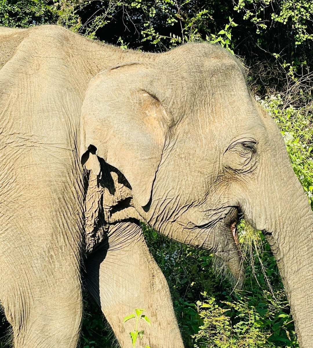udawalawe wild elephant walking