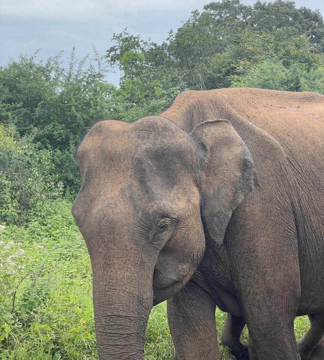 udawalawe wild elephant